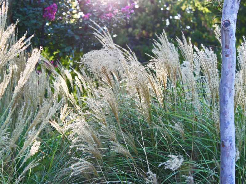 Ornamental Grasses Become Dangerous Once They Dry Out Ornamental Grasses Become Dangerous Once They Dry Out