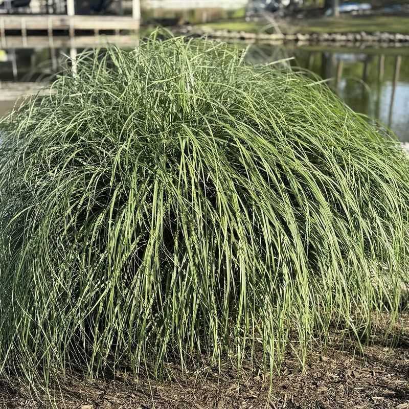 Ornamental Grasses Hide Utility Corners