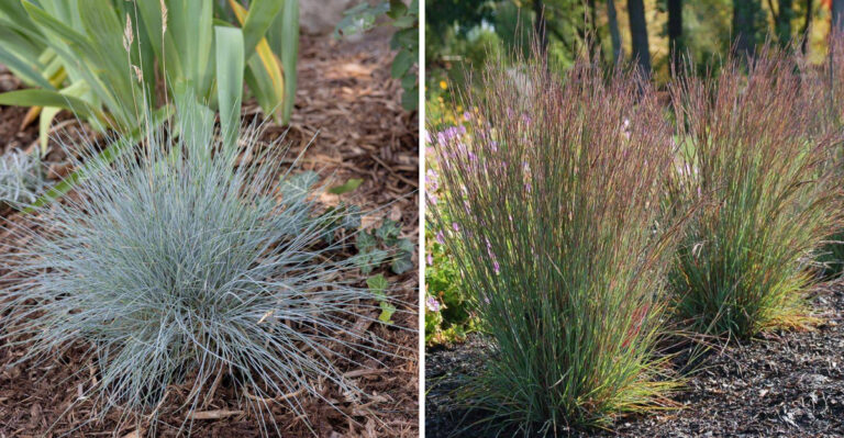 Ornamental Grasses Michigan Homeowners Are Planting Instead Of Boxwood For Low Borders