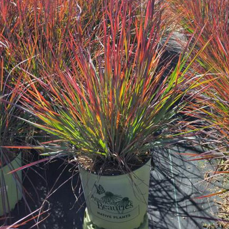 Ornamental Grasses  Muhly Grass, Little Bluestem)