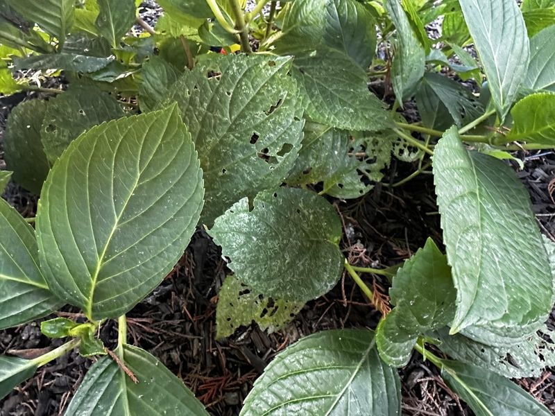 Ornamental Shrubs Ornamental Shrubs
