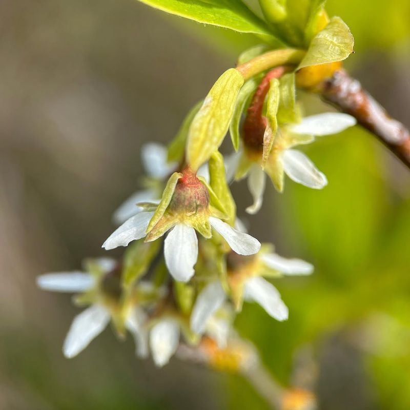 Osoberry Brings Early Spring Flowers Before Many Shrubs Wake Up Osoberry Brings Early Spring Flowers Before Many Shrubs Wake Up