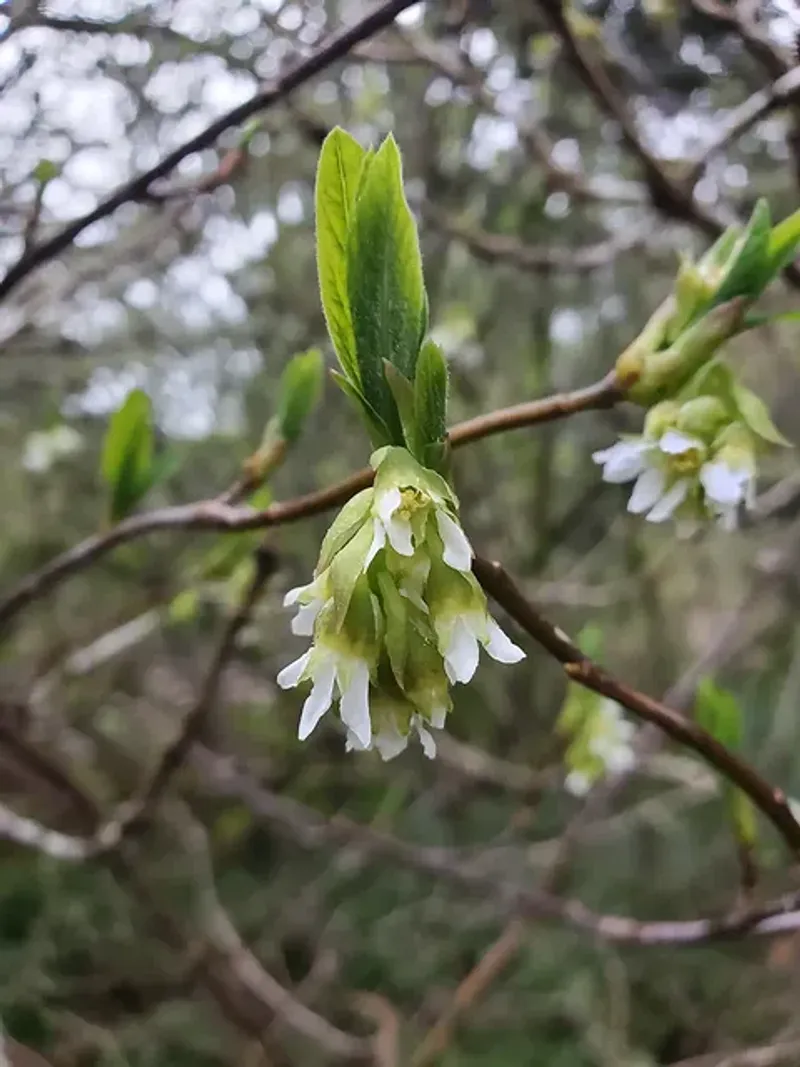 Osoberry Is The Native Shrub To Try Where Rhododendrons Struggle Osoberry Is The Native Shrub To Try Where Rhododendrons Struggle