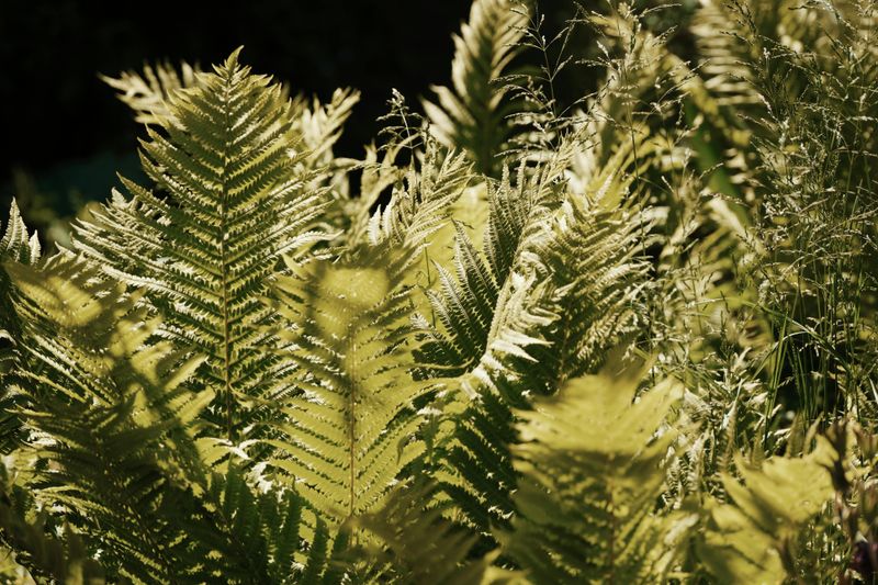 Ostrich Fern Ostrich Fern