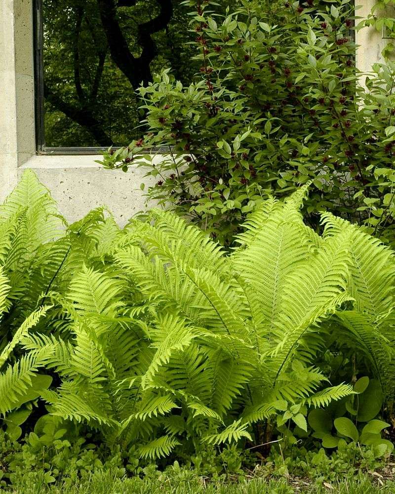 Ostrich Fern Brings Tall Texture For Moist Shade