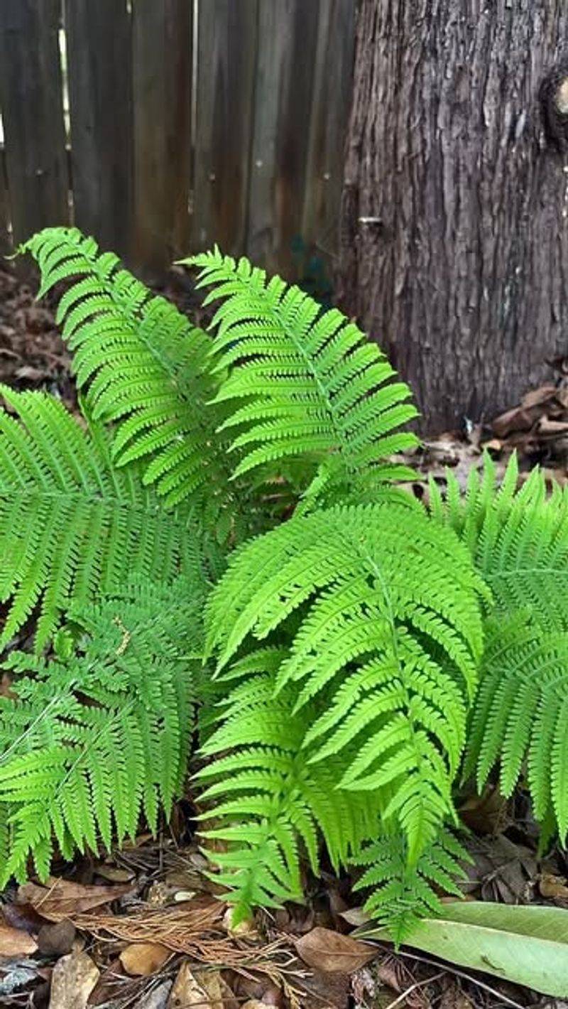 Ostrich Fern Ostrich Fern