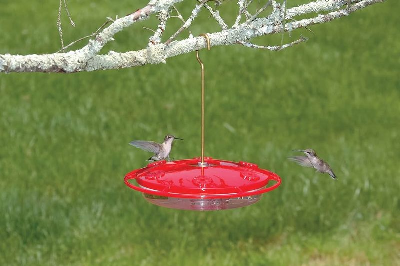 Other Hummingbirds Get Chased Off Fast Other Hummingbirds Get Chased Off Fast