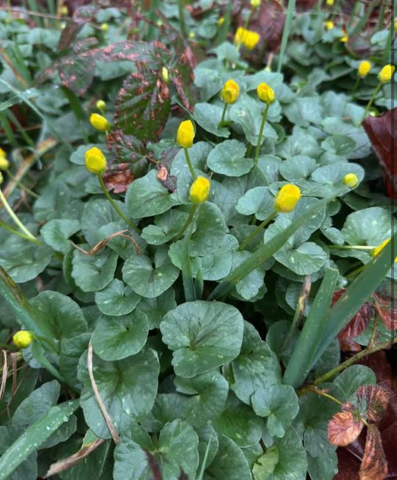 Other Local Nuisance Plants