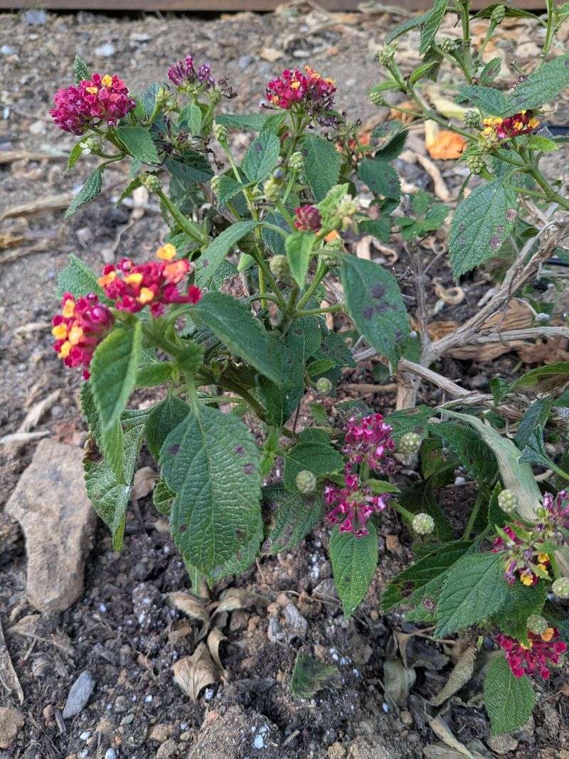 Other Watering Habits That Set Lantana Back In Summer Other Watering Habits That Set Lantana Back In Summer