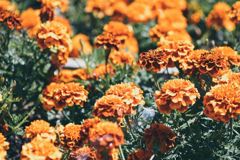 Other Watering Tips For Healthy Tennessee Marigolds Other Watering Tips For Healthy Tennessee Marigolds