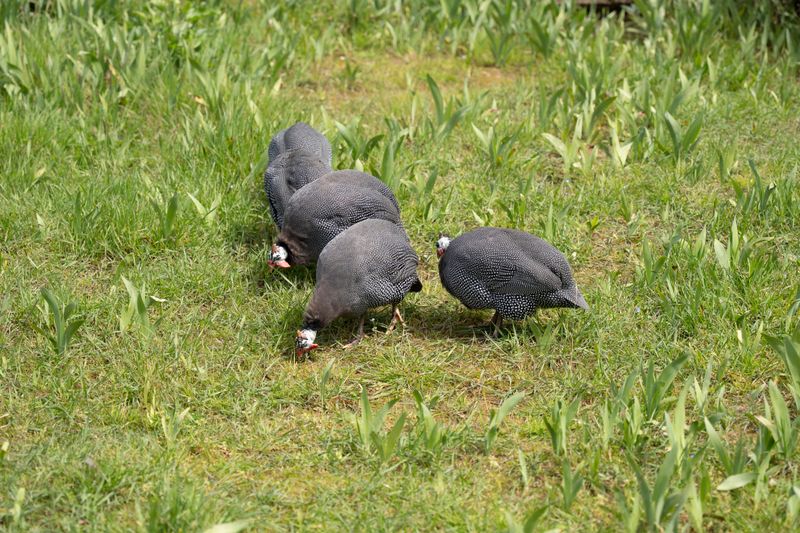 Other Wildlife That Supports Tick Control In Tennessee