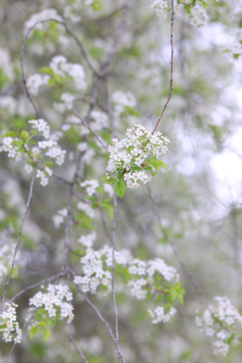 Outcompetes Native Plant Life
