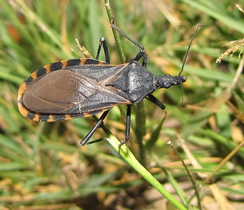 Outdoor Clutter Gives Kissing Bugs More Cover