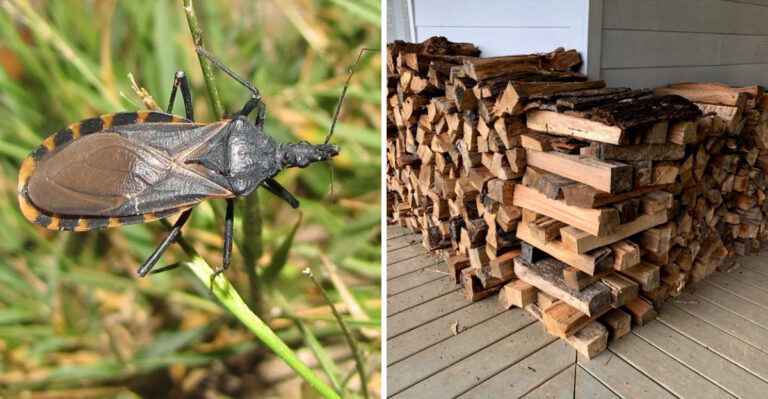 Outdoor Habits Arizona Homeowners Have That Are Attracting Kissing Bugs Near Their Homes
