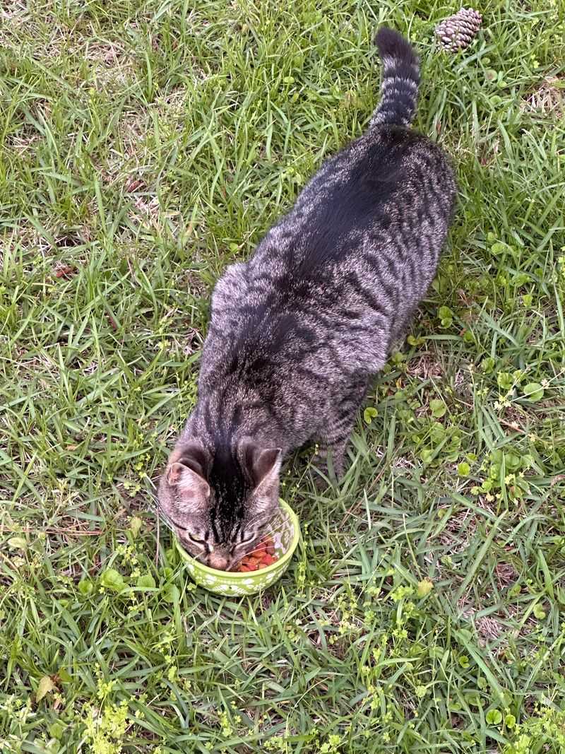 Outdoor Pet Food And Gravity Feeders
