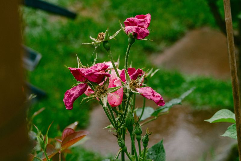 Over-Fertilizing The Sick Plant Over-Fertilizing The Sick Plant