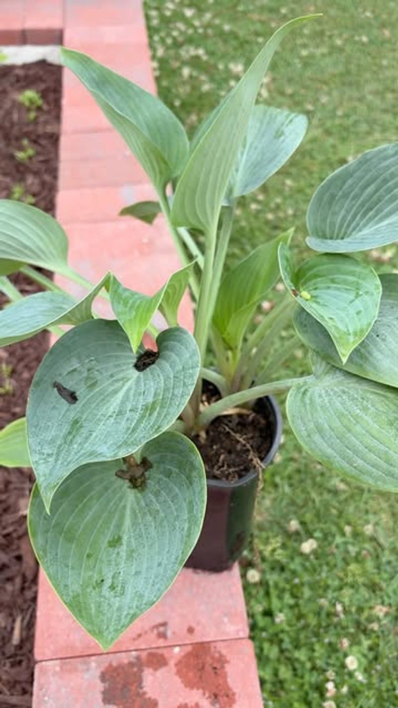 Over-Prune Or Cut Back Foliage Mid-Season