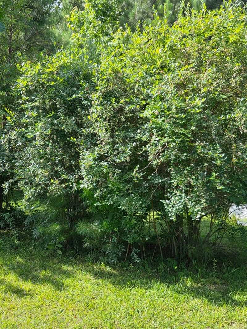 Overcrowded Branches