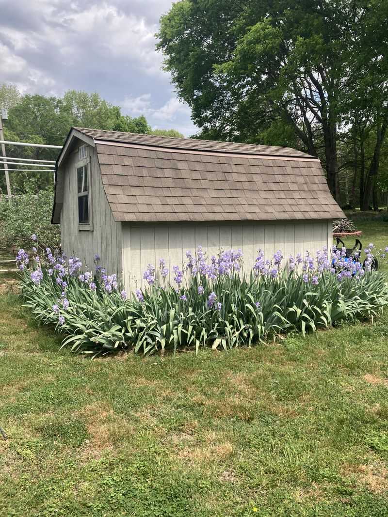 Overcrowded Clumps Bloom Poorly Every 3 To 5 Years