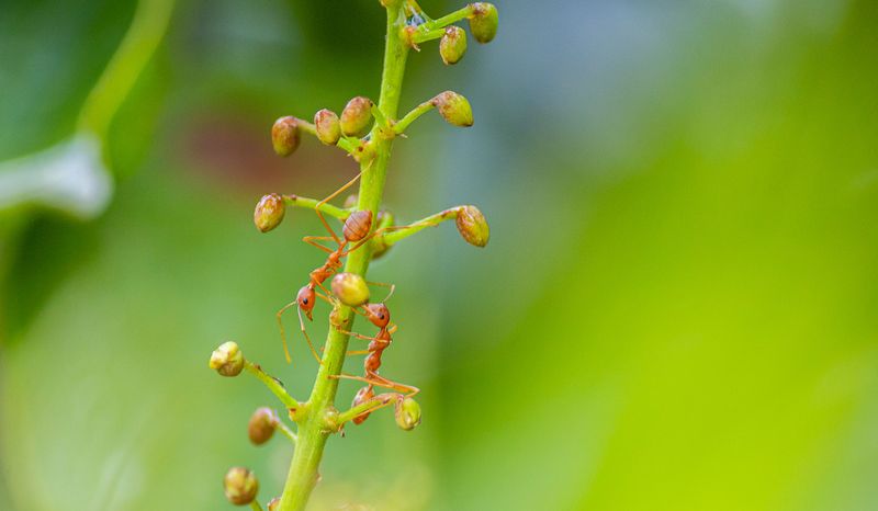 Overcrowded Colonies Split Through Budding