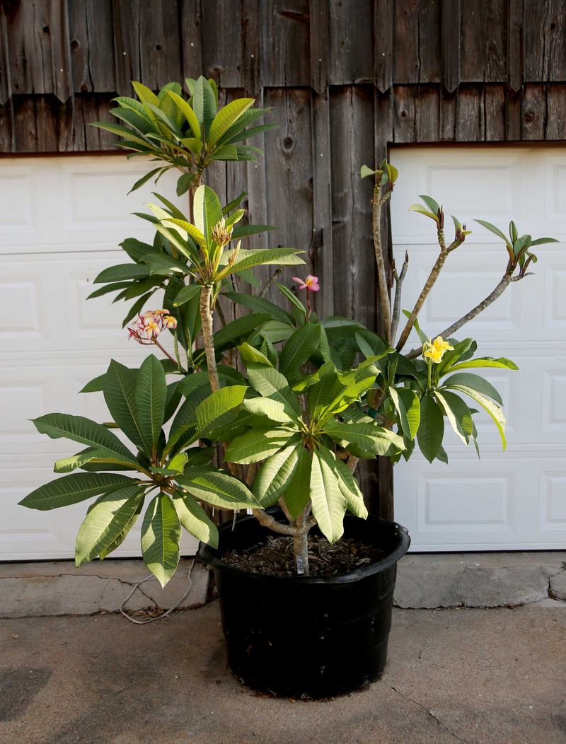 Overcrowded Or Root-Bound Pots Steal Energy From Flowers Overcrowded Or Root-Bound Pots Steal Energy From Flowers