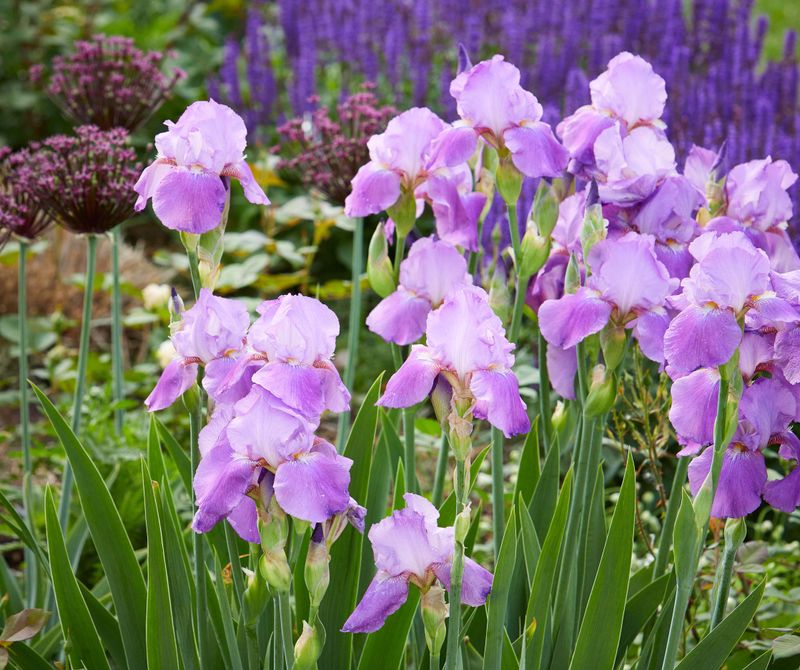 Overcrowded Plants Attract More Iris Borer Infestations