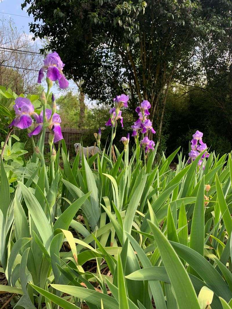 Overcrowded Plants Keep Declining With Fewer Blooms Next Spring