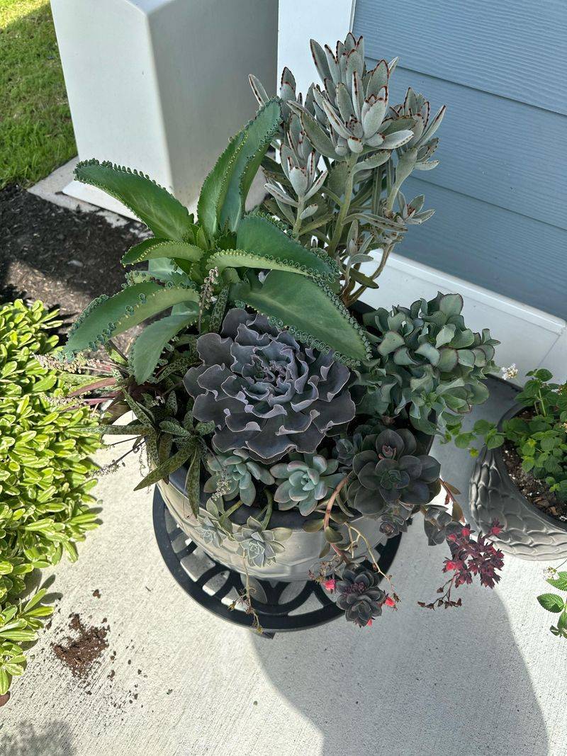 Overcrowded Pots Trap Heat And Moisture