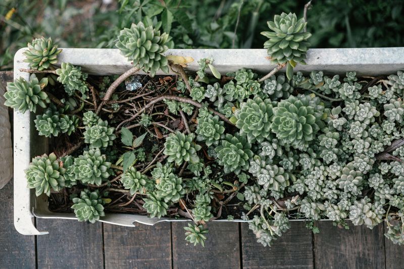 Overcrowding Plants In A Single Container