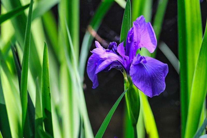 Overcrowding Robs Irises Of The Energy They Need To Bloom