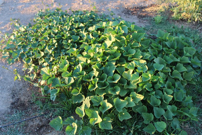 Overfeeding With Nitrogen Overfeeding With Nitrogen