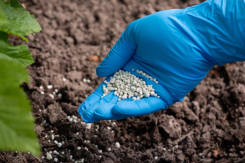 Overfertilizing With Nitrogen