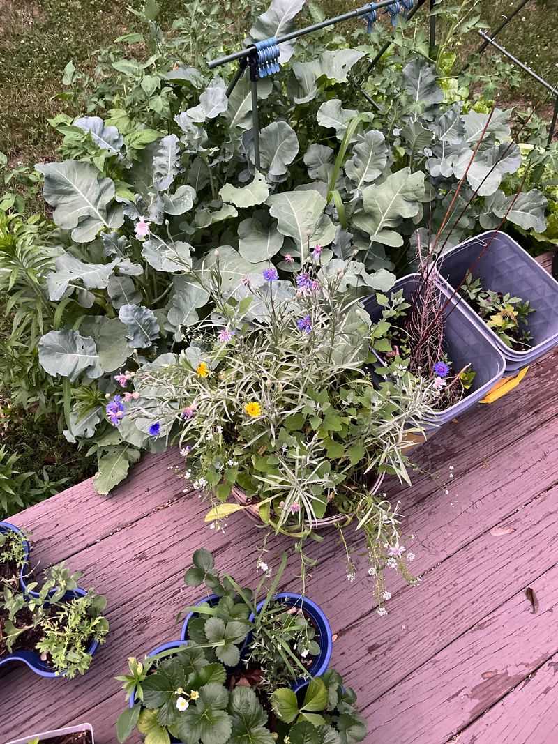 Overfertilizing With Nitrogen