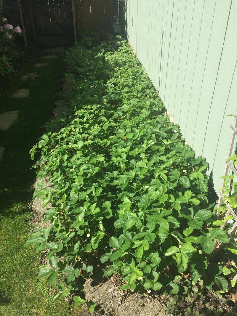 Overfertilizing With Nitrogen In Spring Overfertilizing With Nitrogen In Spring