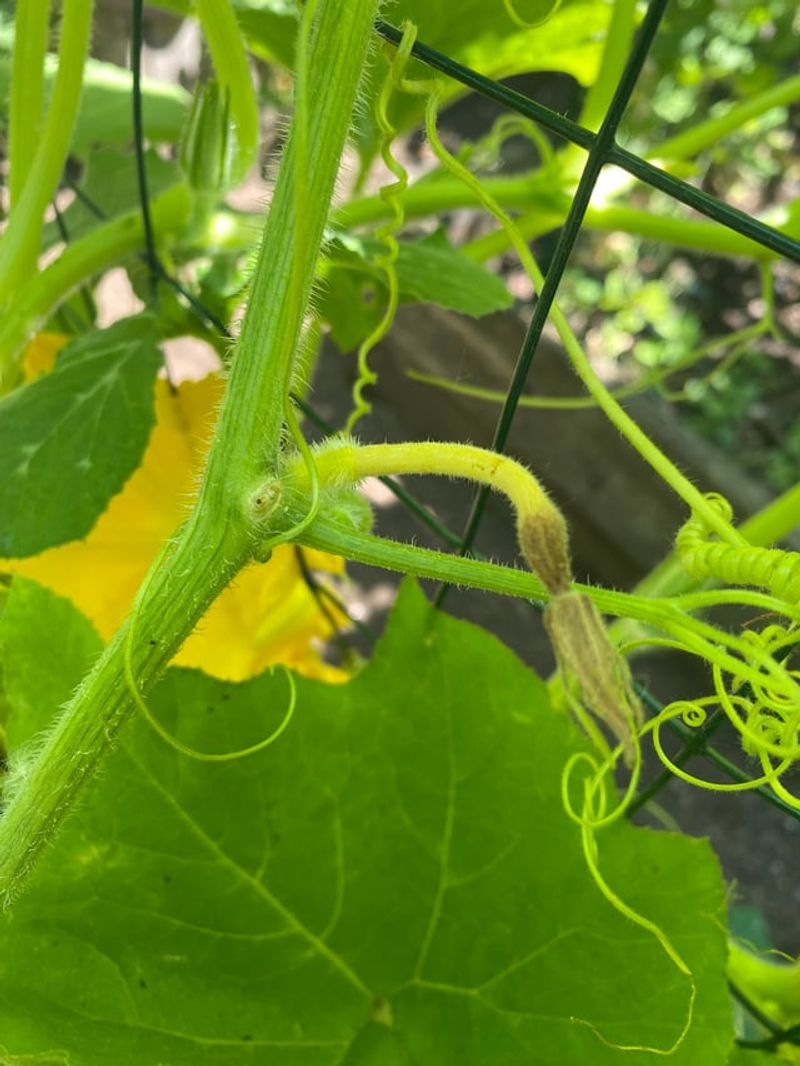Overfertilizing With Nitrogen Keeps Plants In Vegetative Mode Overfertilizing With Nitrogen Keeps Plants In Vegetative Mode