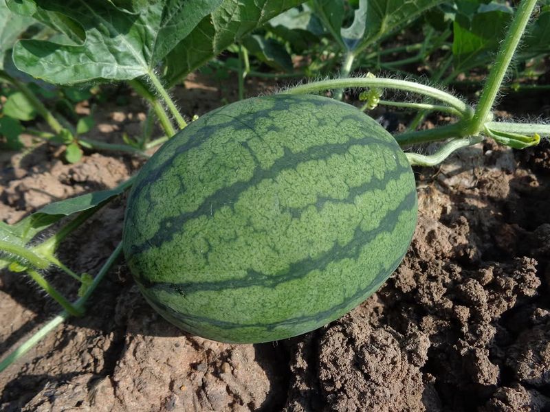Overfertilizing With Nitrogen Late In The Season