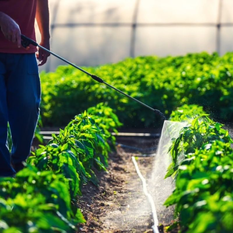 Overfertilizing With Nitrogen Overfertilizing With Nitrogen