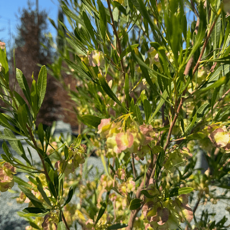 Overgrown Areas Can Provide More Cover From Predators