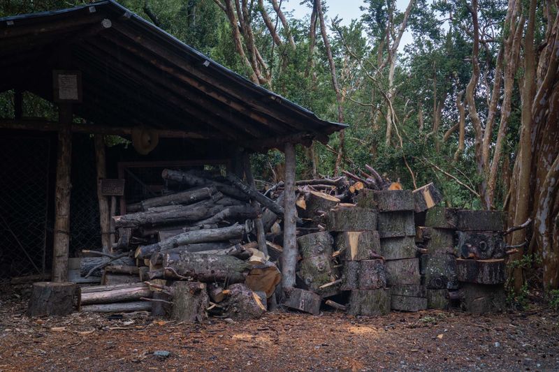 Overgrown Brush And Wood Piles Offering Shelter Overgrown Brush And Wood Piles Offering Shelter