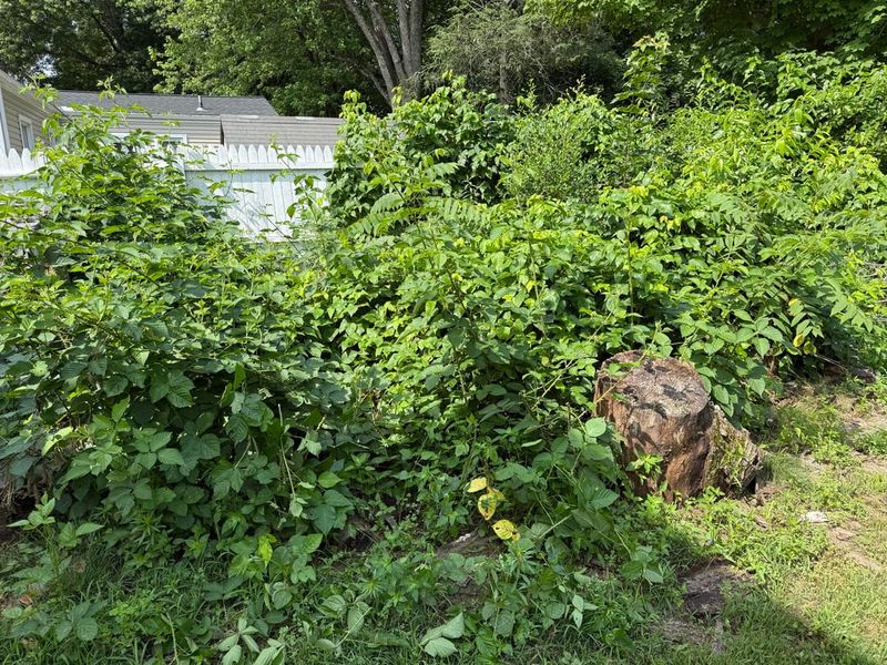 Overgrown Brush Creates Cool Areas Near Lawn Edges Overgrown Brush Creates Cool Areas Near Lawn Edges