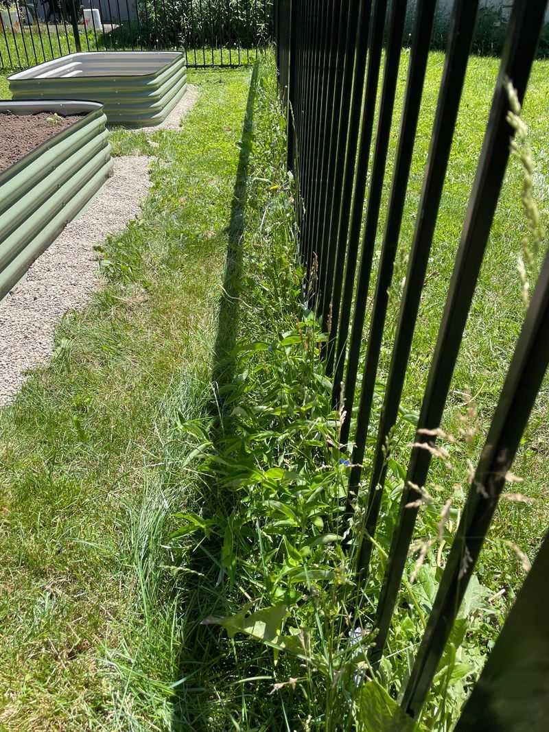 Overgrown Grass Along Fence Lines