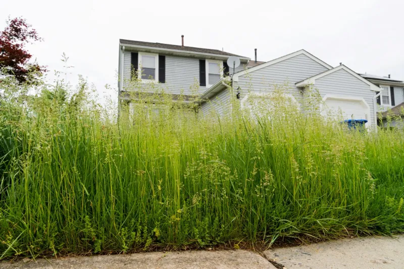 Overgrown Grass And Weeds