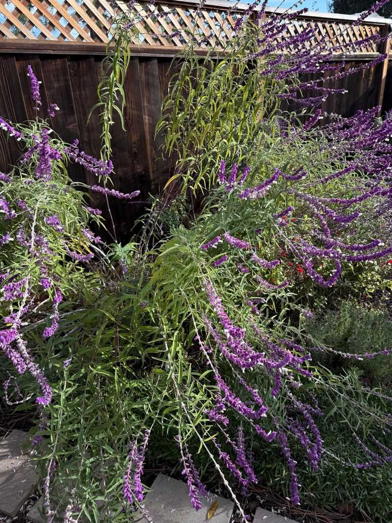 Overgrown Lavender Needs Gradual Pruning