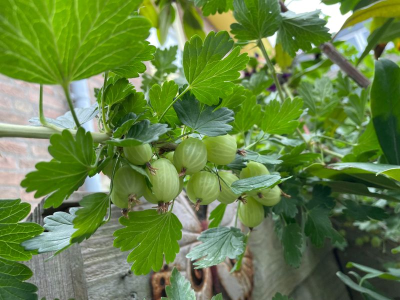 Overgrown Plants Often Produce Smaller Gooseberries Overgrown Plants Often Produce Smaller Gooseberries
