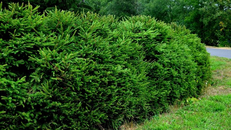 Overgrown Shrubs And Dense Foliage Overgrown Shrubs And Dense Foliage