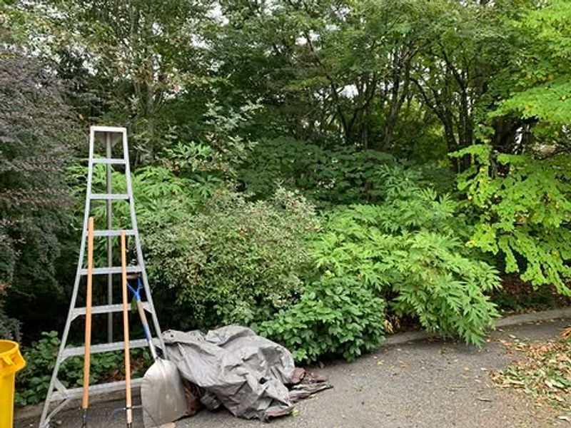 Overgrown Shrubs And Dense Undergrowth