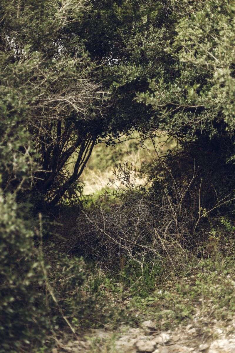 Overgrown Shrubs And Low-Hanging Branches Overgrown Shrubs And Low-Hanging Branches