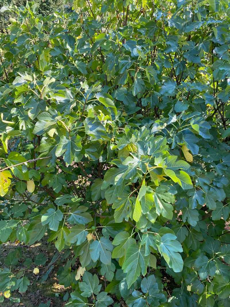 Overgrown Trees Do Not Always Need Hard Pruning