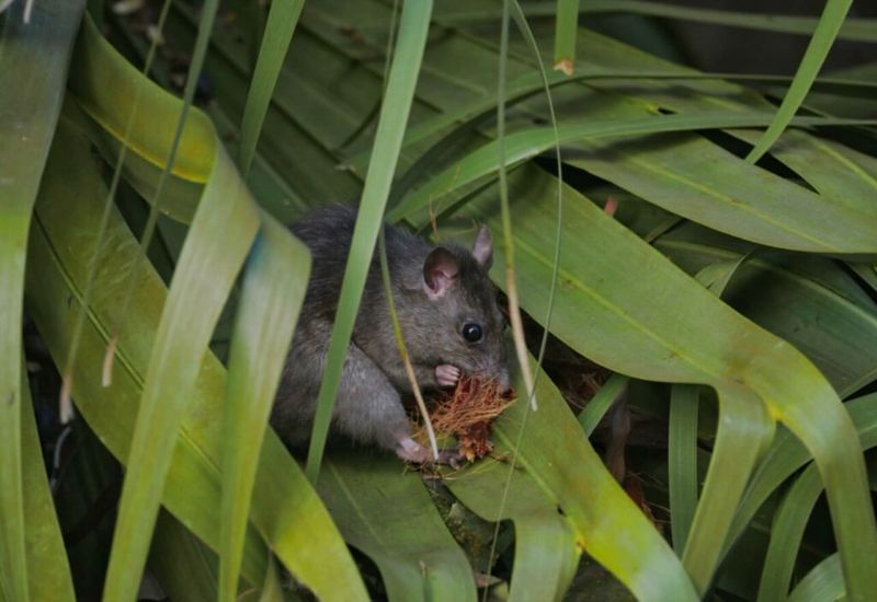 Overgrown Vines Give Rats Easy Access To Roofs