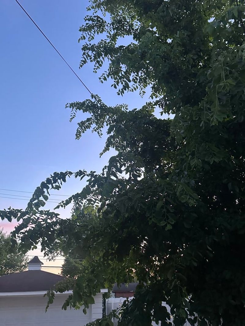 Overhanging Branches Can Be Trimmed At The Property Line